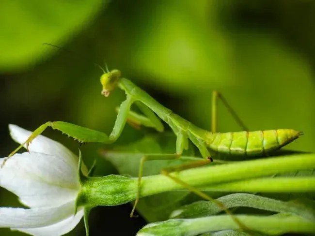 Hidden Hunters: Mantises, Ladybugs, and Other Tiny Predators (Image Credits: Pexels)