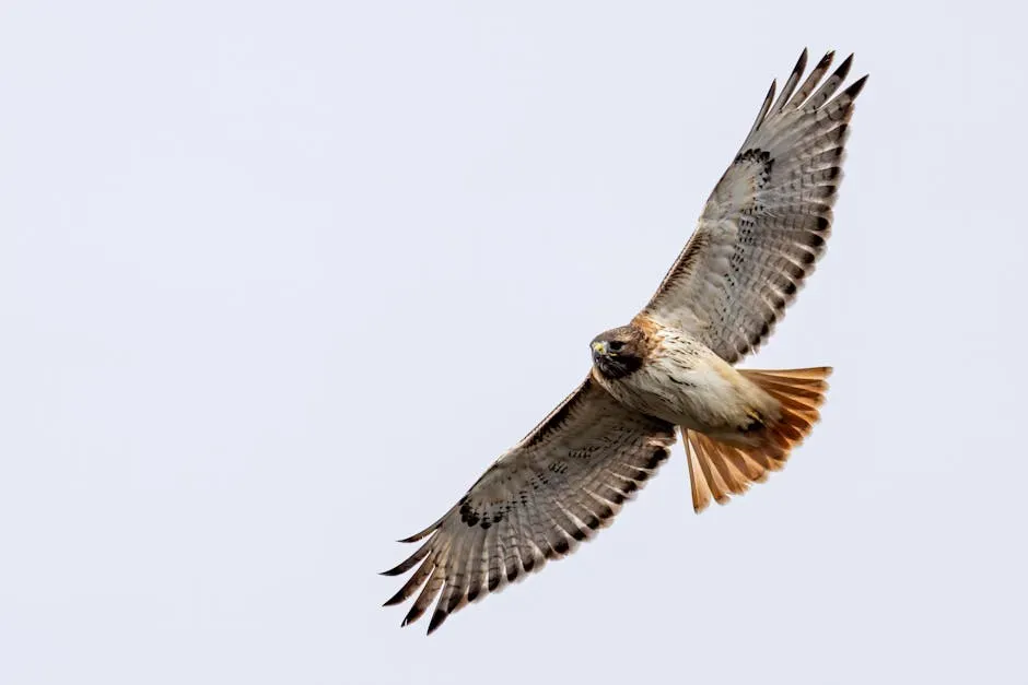Territorial Displays and Home Ranges (Image Credits: Pexels)