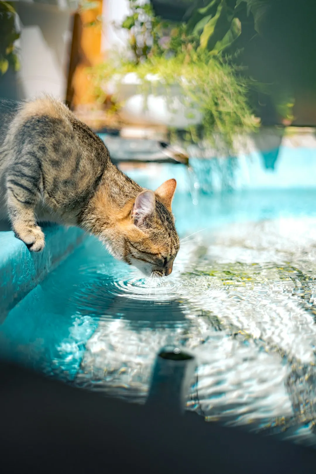 6. Water Bowl Behavior: Drinking More, Less, or Only When It’s Nearby (Image Credits: Unsplash)