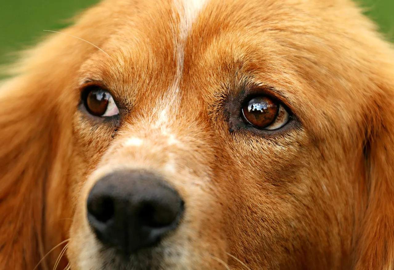 #13 - They Follow You With Their Eyes When You Try to Walk Away (Image Credits: Pixabay)