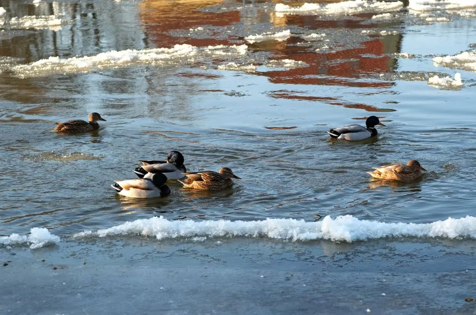 Social Dynamics and Flock Behavior (Image Credits: Pexels)