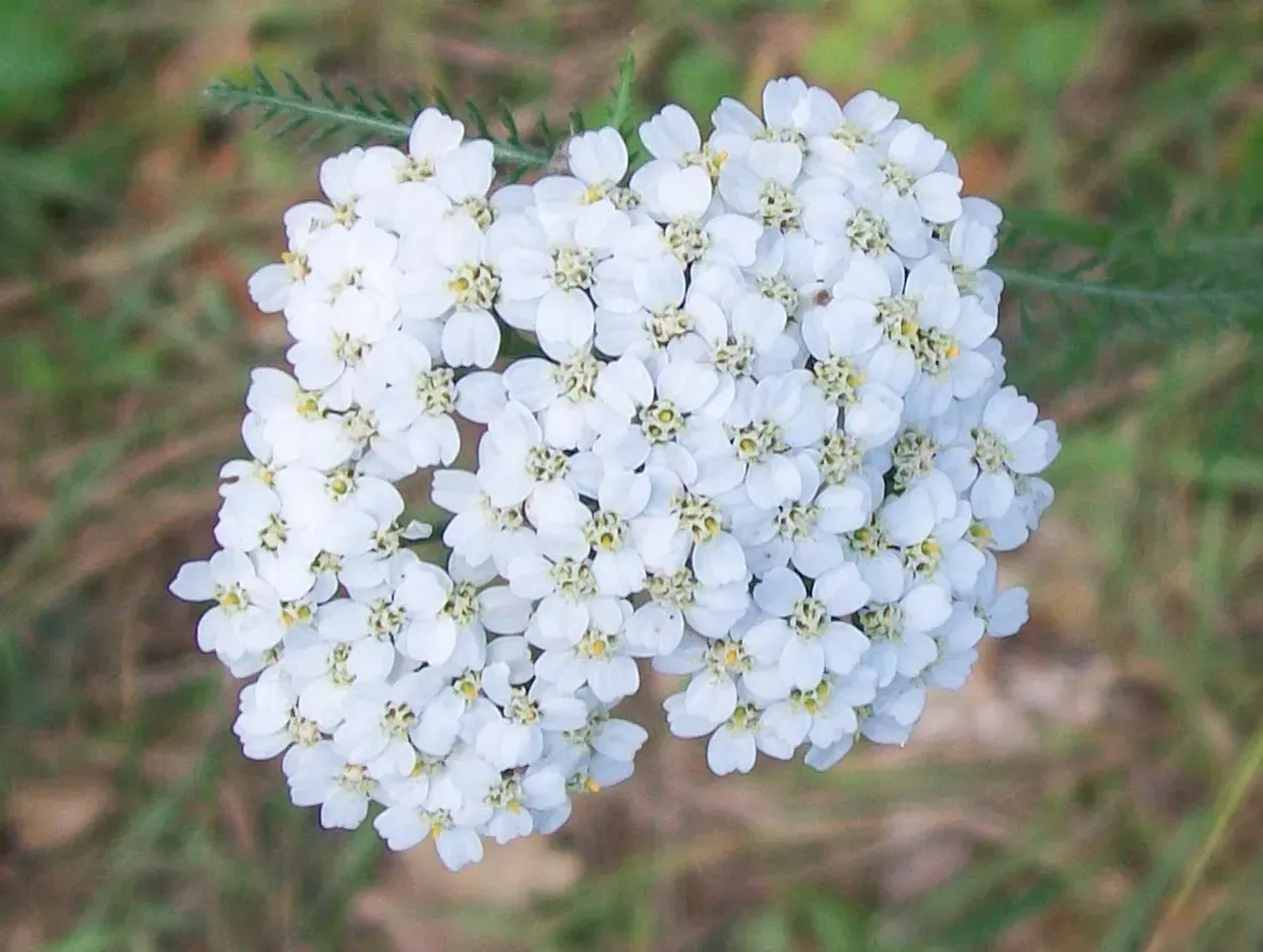 3. Yarrow: Bitter Leaves Wrapped in Fernlike Beauty (Flickr: Yarrow (Achillea millefolium) flowers, CC BY-SA 2.0)
