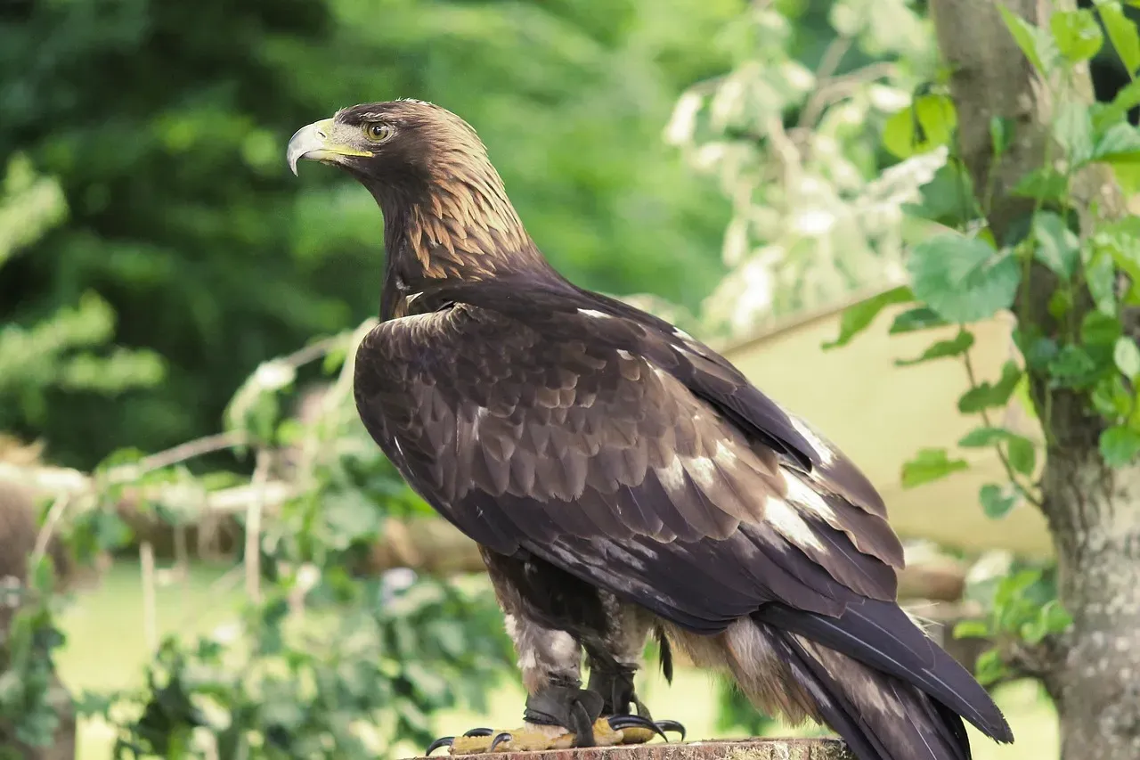 Golden Eagle: The Mountain Monarch (Image Credits: Pixabay)