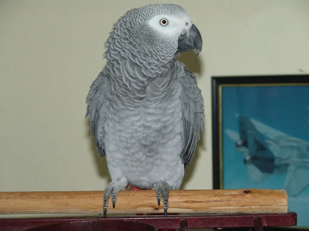 African Grey Parrots: Linguistic Geniuses of the Sky (Image Credits: Flickr)