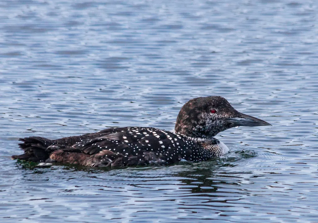 6. Common Loons: Wilderness Voices on Busy Lakes (Me in ME, Flickr, CC BY 2.0)