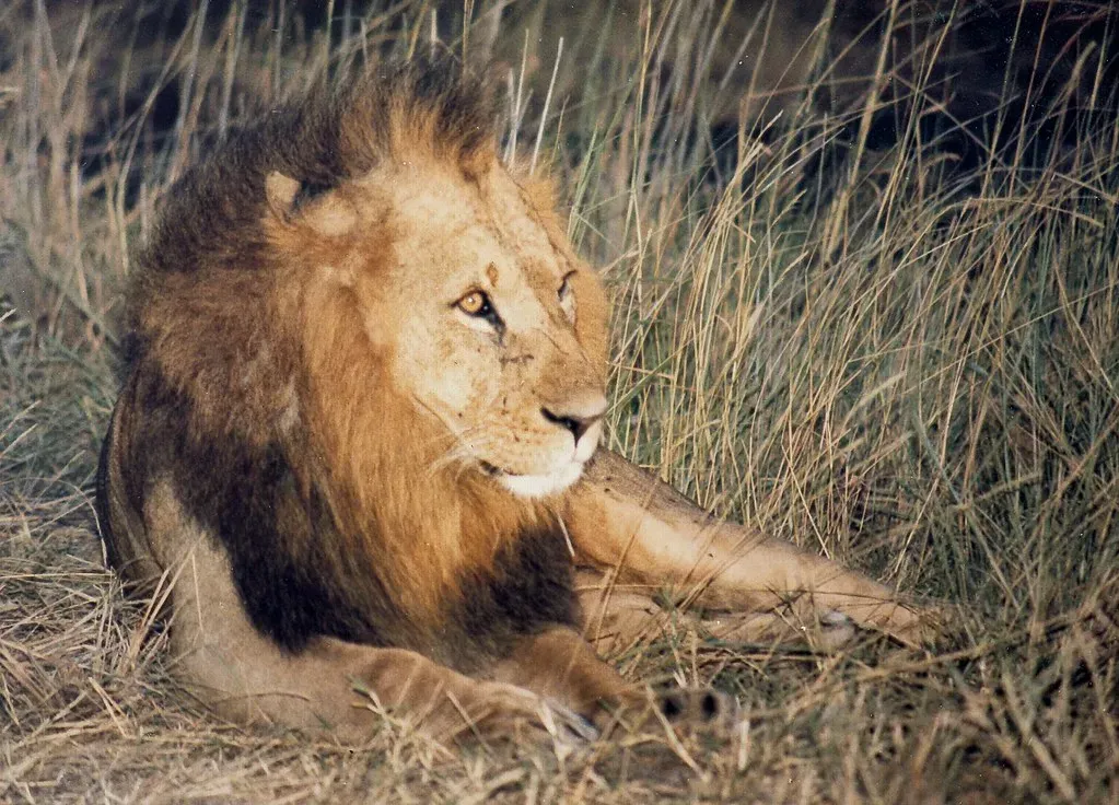 Conclusion: Respecting the Hunters (Image Credits: Flickr)