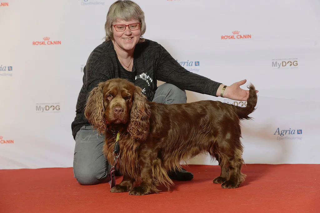 #3 Sussex Spaniel: Too Calm For a Loud World (Svenska Mässan, Flickr, CC BY 2.0)