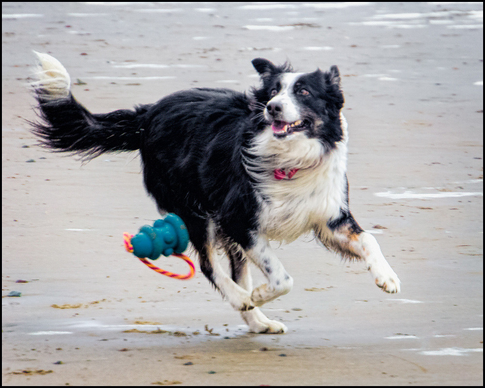 Reading Your Dog's Emotional Body Language (Image Credits: Flickr)