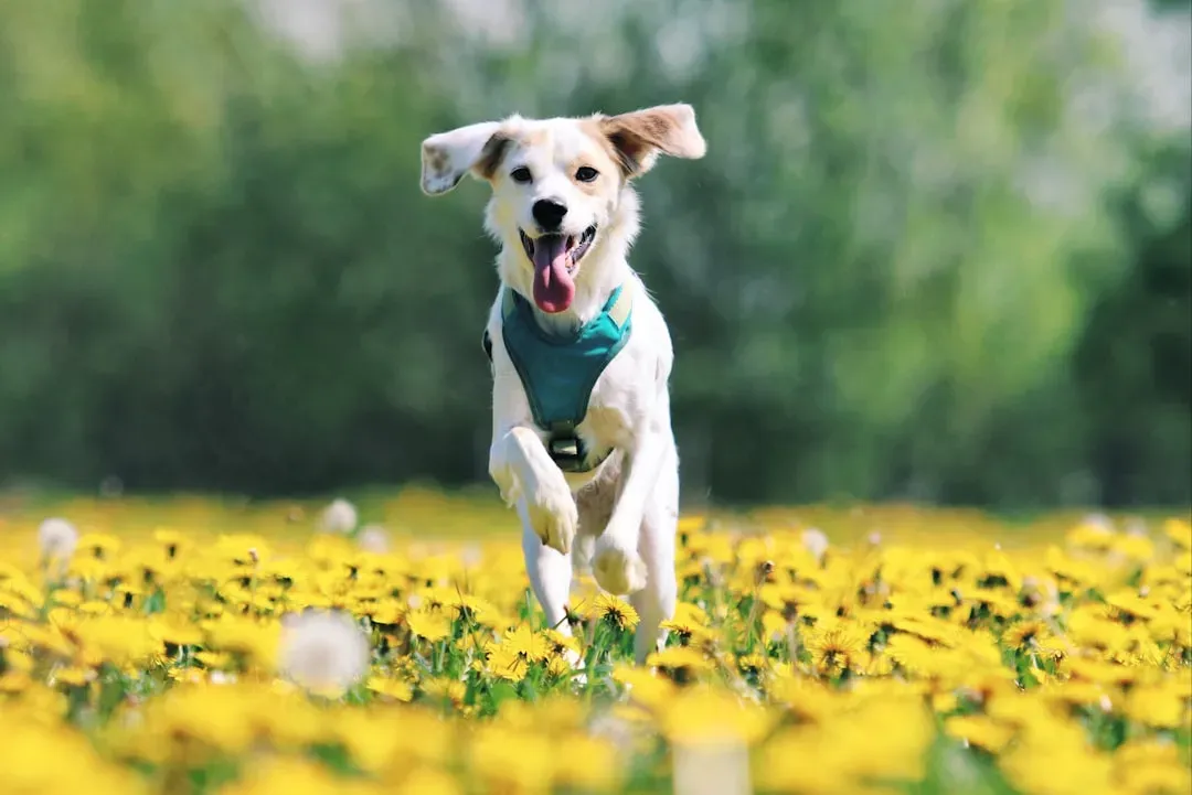Happy Voices Spark Joy and Connection (Image Credits: Unsplash)