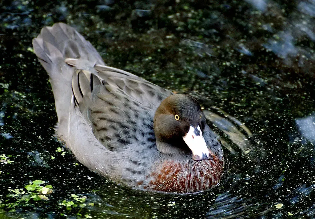 It Was Officially Removed From the Endangered Species List in 2004 Due to Extinction (Image Credits: Flickr)