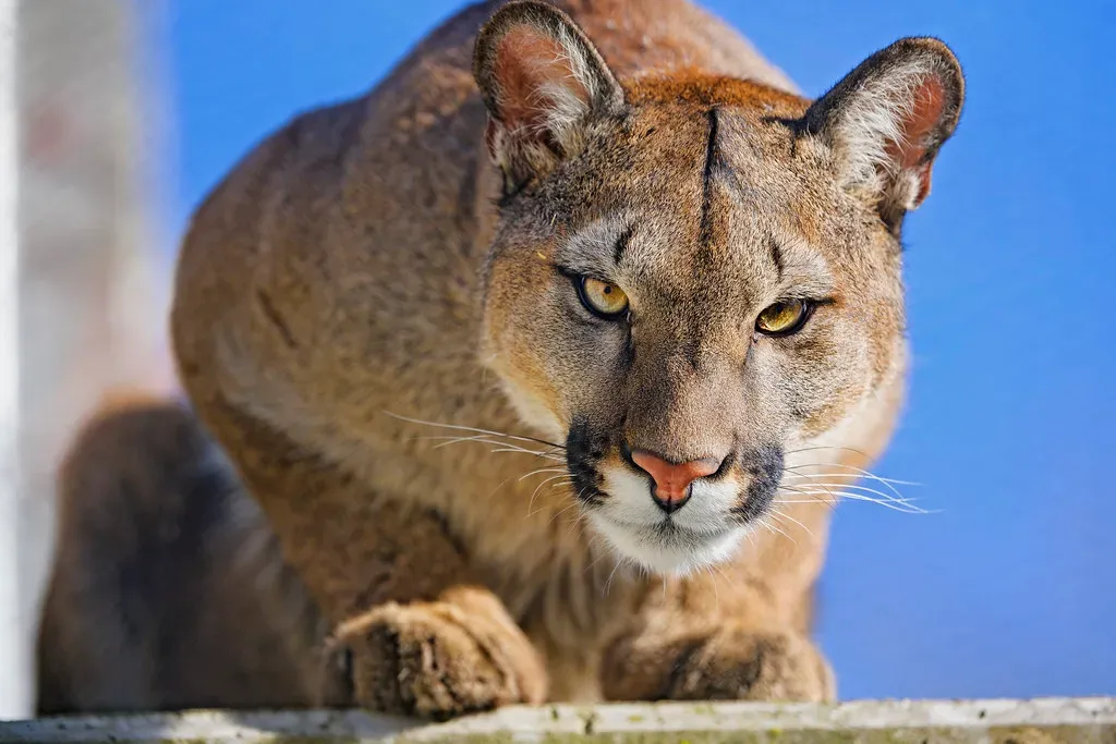 What Makes a Mountain Lion Attack Humans (Image Credits: Flickr)