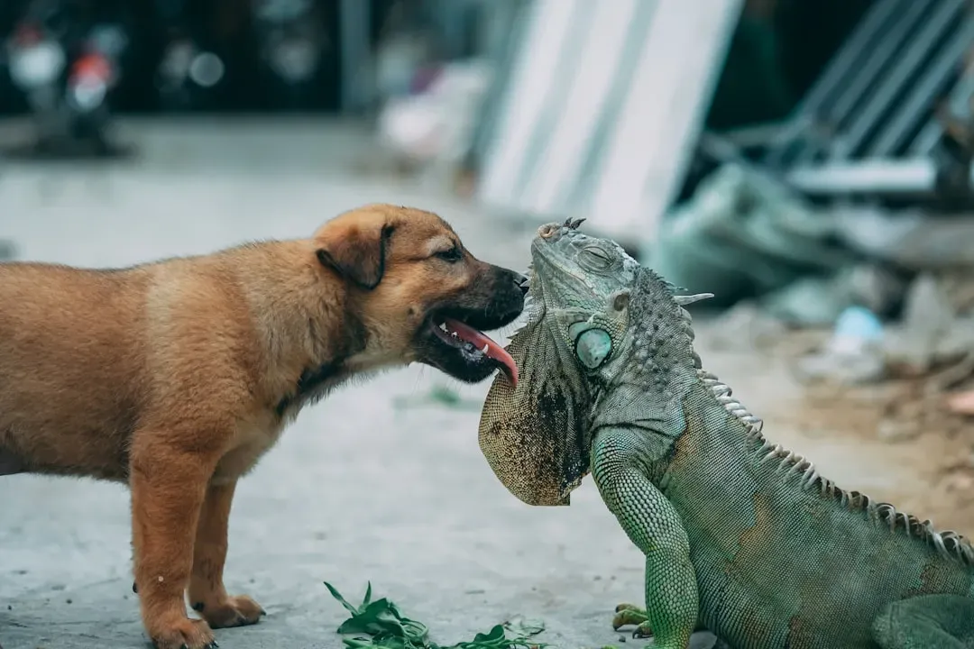 Conclusion: The Animal Kingdom Has Always Known What We're Still Learning (Image Credits: Unsplash)