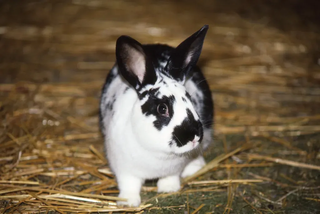 Rabbits Can Live for 10 to 12 Years (Image Credits: Flickr)