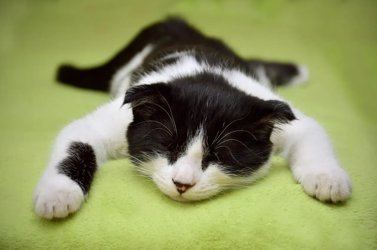 Taurus: The Comfort-Loving Couch Potato (Image Credits: Pixabay)