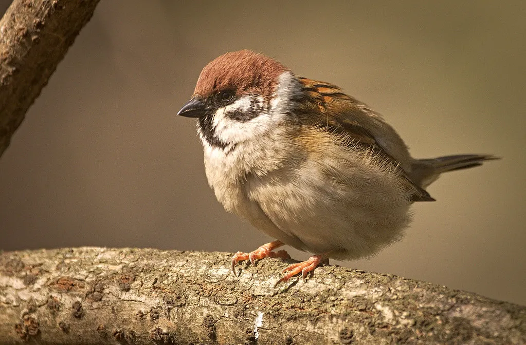#7 - Tree Sparrow and True Farmland Sparrows: The Hedgerows Are Gone (hedera.baltica, Flickr, CC BY-SA 2.0)