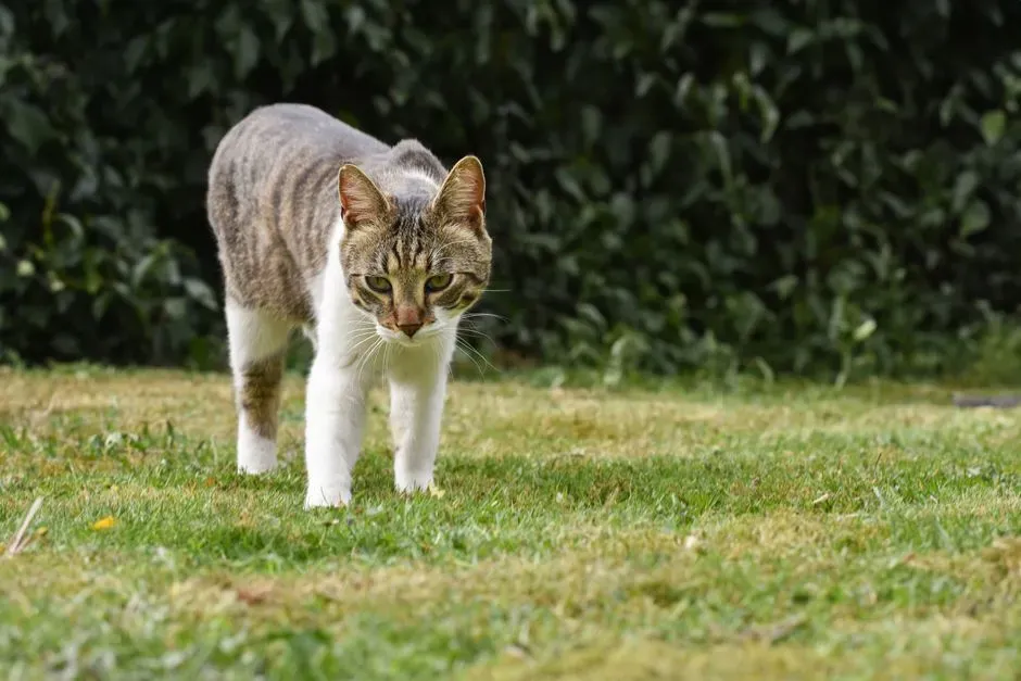 #7 - Allowing Cats or Other Predators Free Access (Image Credits: Pexels)
