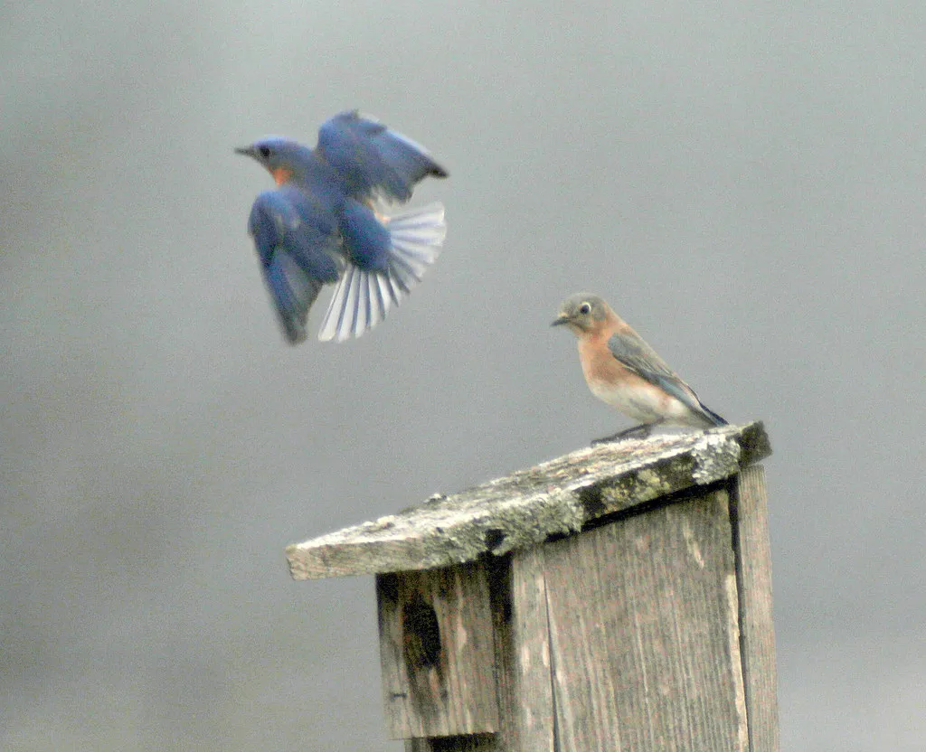 #2 Placing Boxes in the Wrong Location (fishhawk, Flickr, CC BY 2.0)
