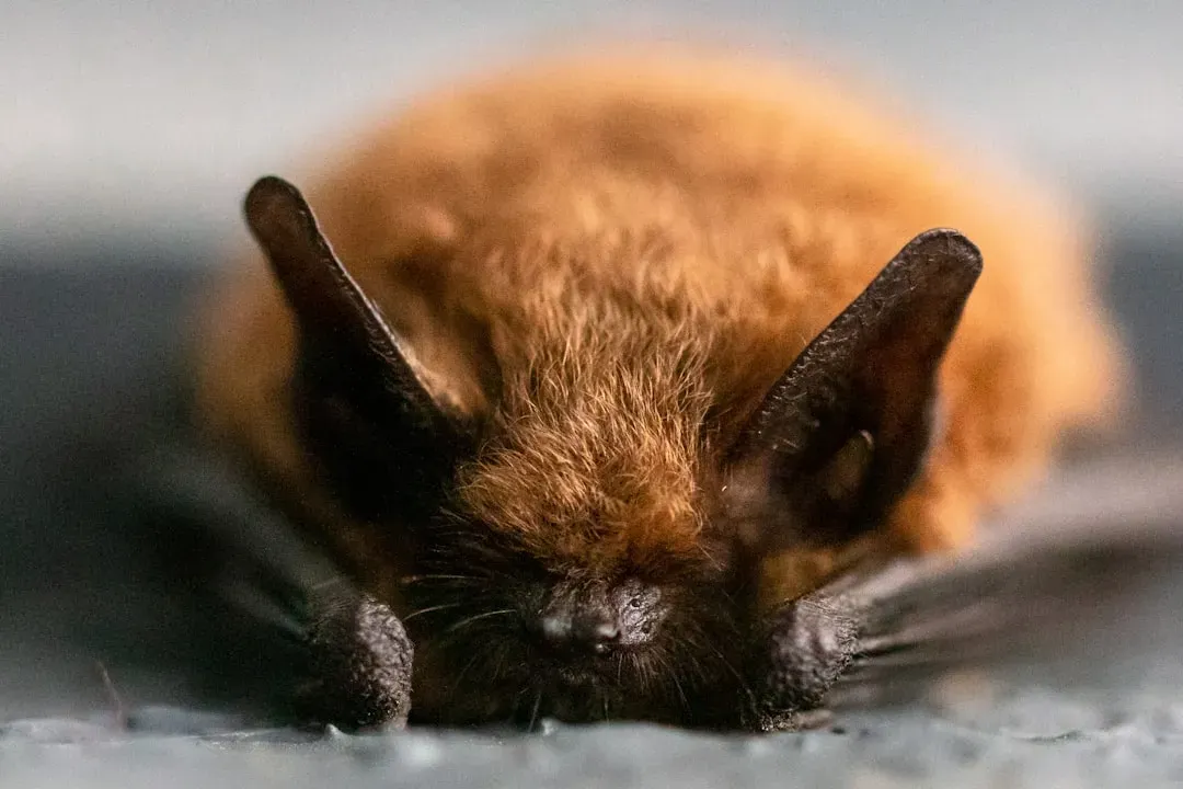 #5: Bats Are Worth Billions of Dollars to Agriculture (Image Credits: Unsplash)