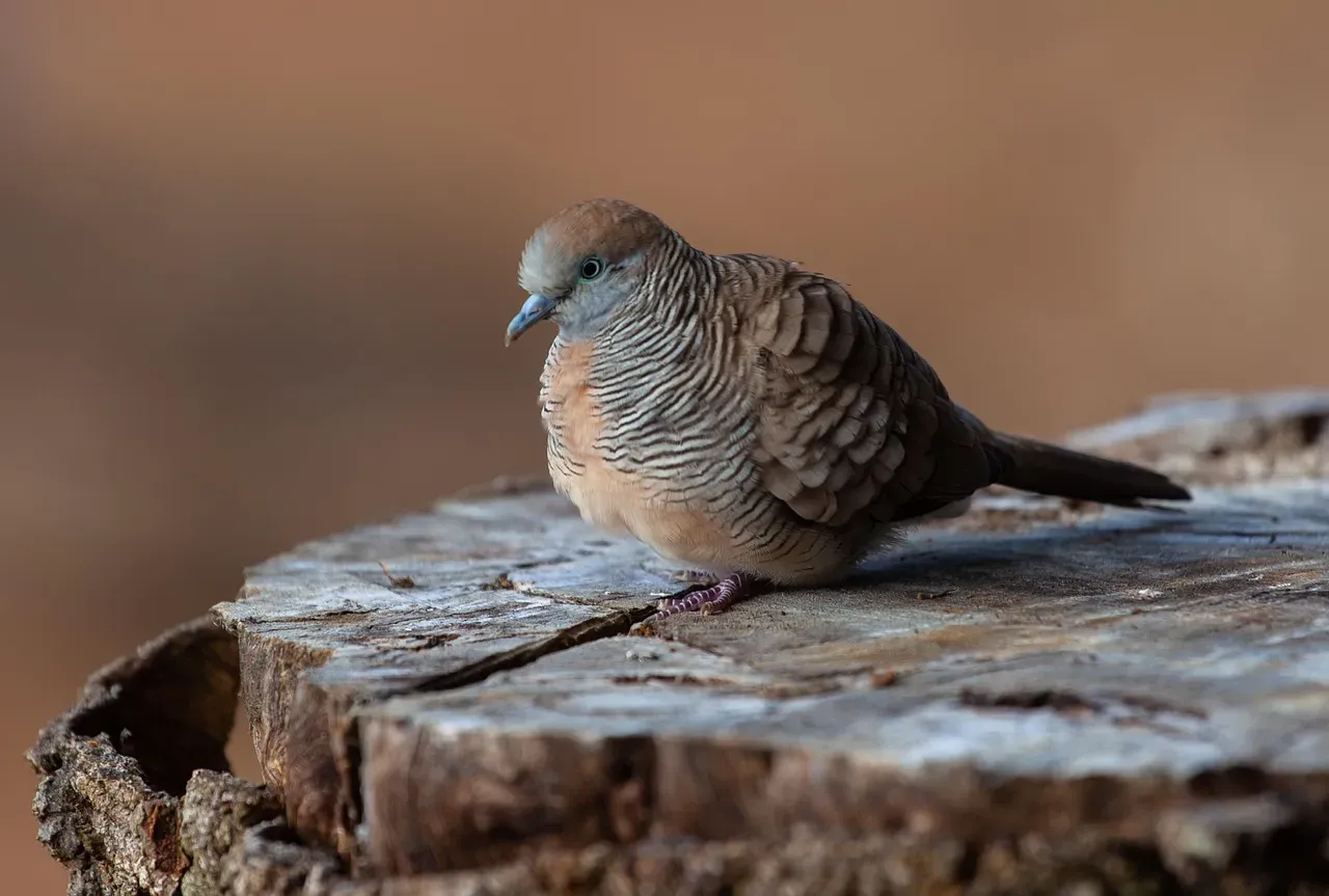 The Dove Feather: Love, Gentleness, and the Quiet Sacred (Image Credits: Pixabay)