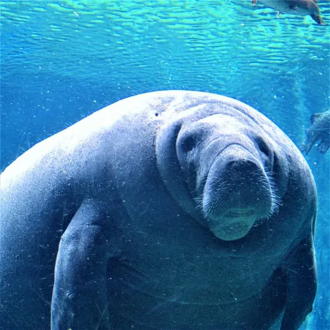 Florida Manatee (Image Credits: Pexels)