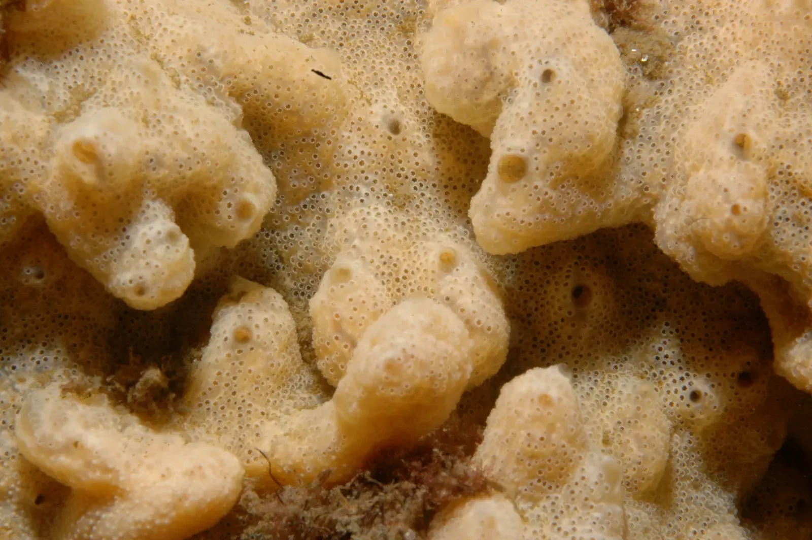 Sea Squirts (Ascidians) (Image Credits: Wikimedia)