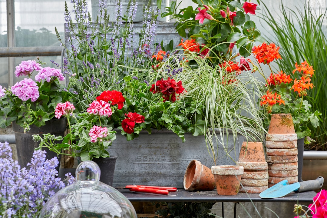 2. Geraniums - The Classic Container Companions (Image Credits: Unsplash)