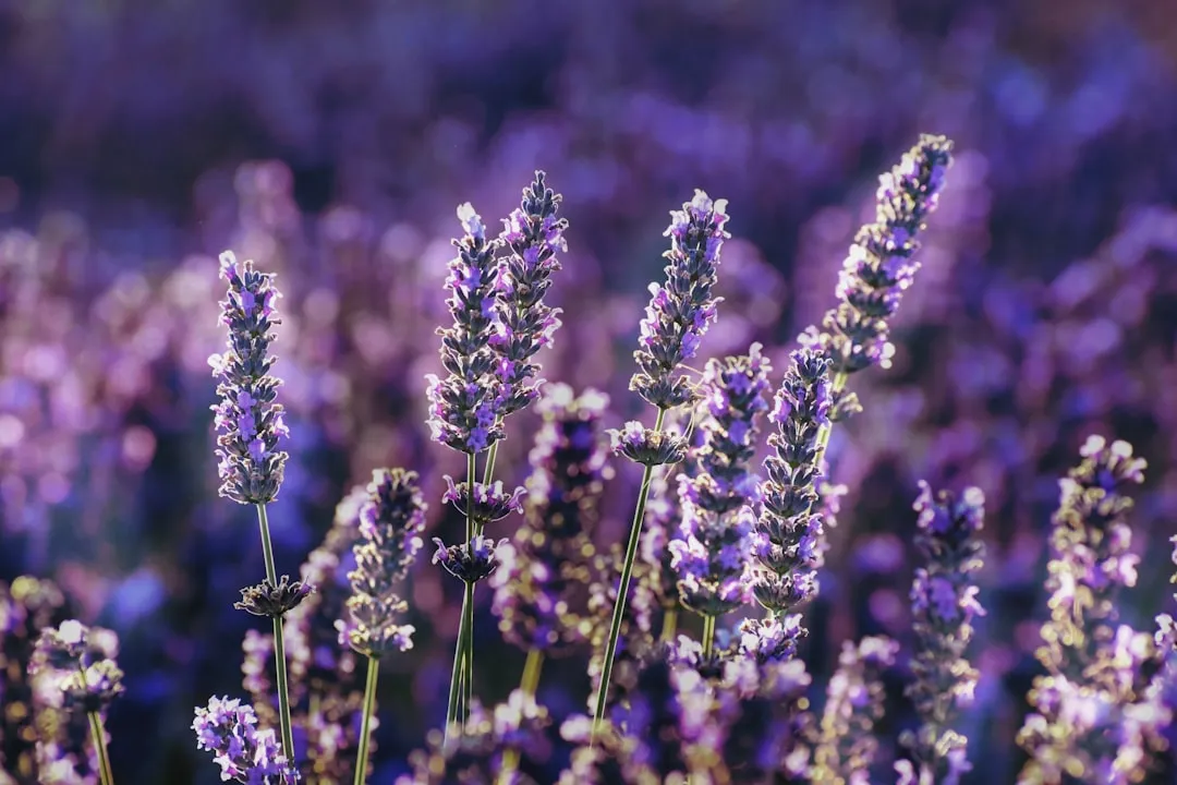 #3 - Lavender: The Workhorse Herb They Thought Was "Too Mediterranean" (Image Credits: Unsplash)