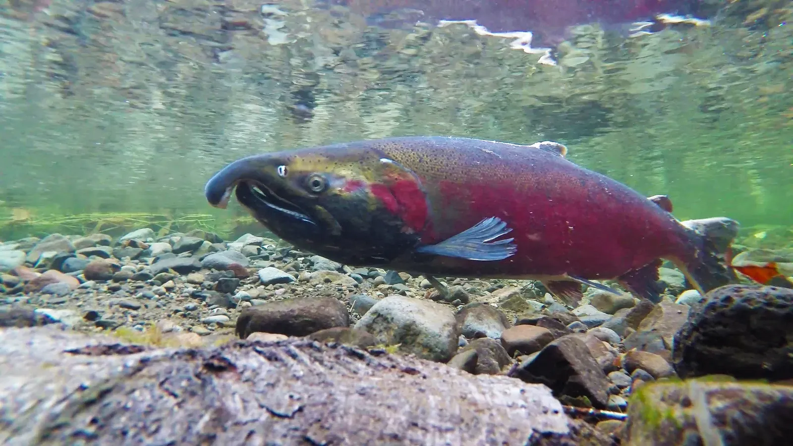 3. Merced River, California: Rebuilding the Riverbed (Coho Spawning on the Salmon River, Public domain)
