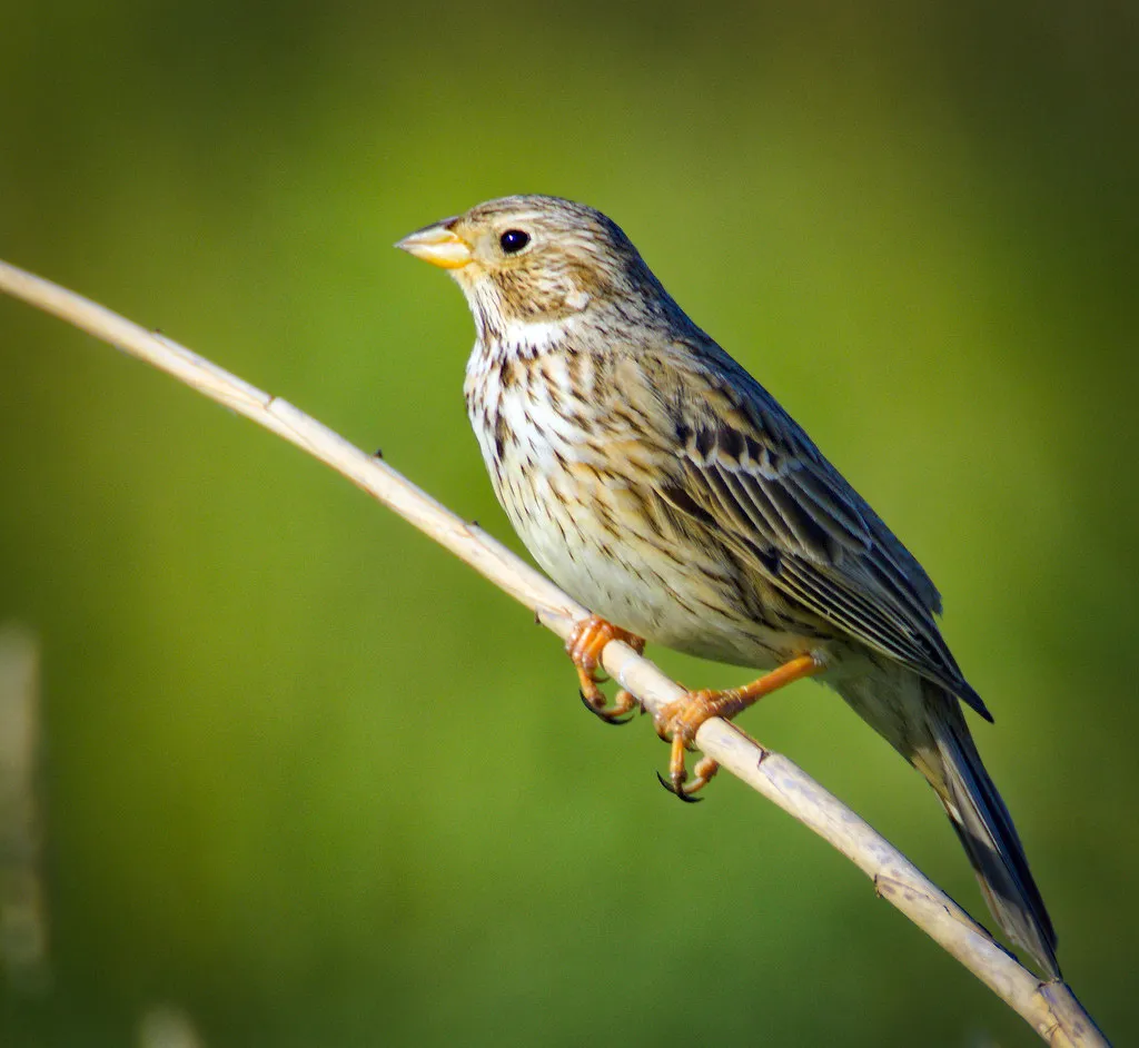 #29 - Corn Buntings Have Left Entire Counties (hedera.baltica, Flickr, CC BY-SA 2.0)