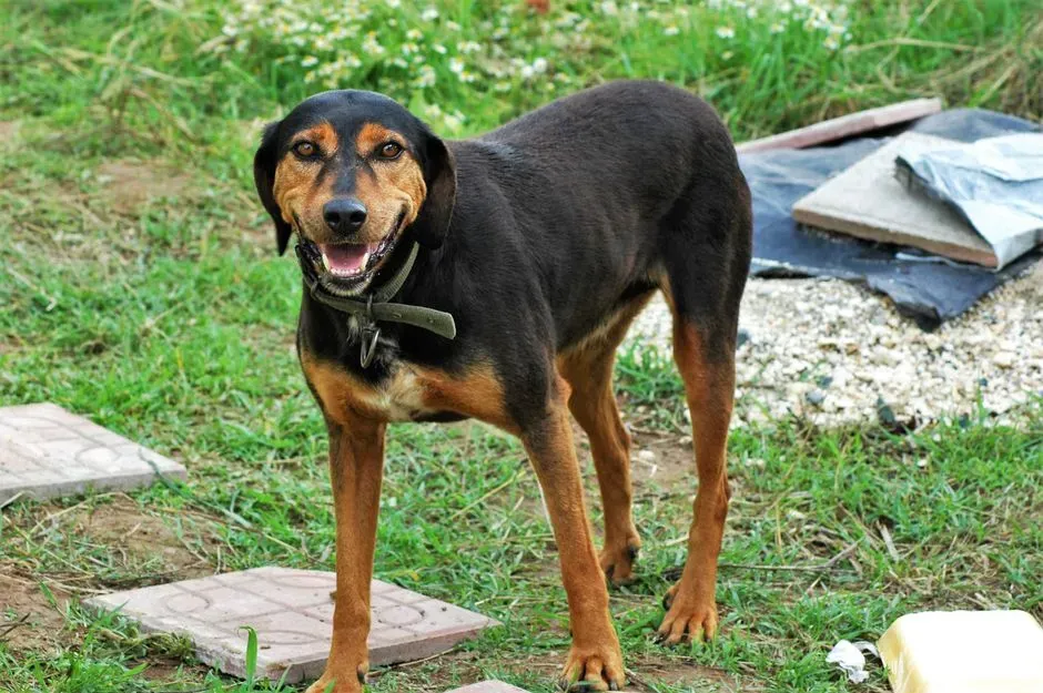 #12. Coonhound (Image Credits: Pexels)