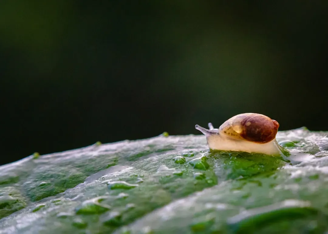Slugs, Snails, and the Slow Clean-Up Crew (Image Credits: Unsplash)