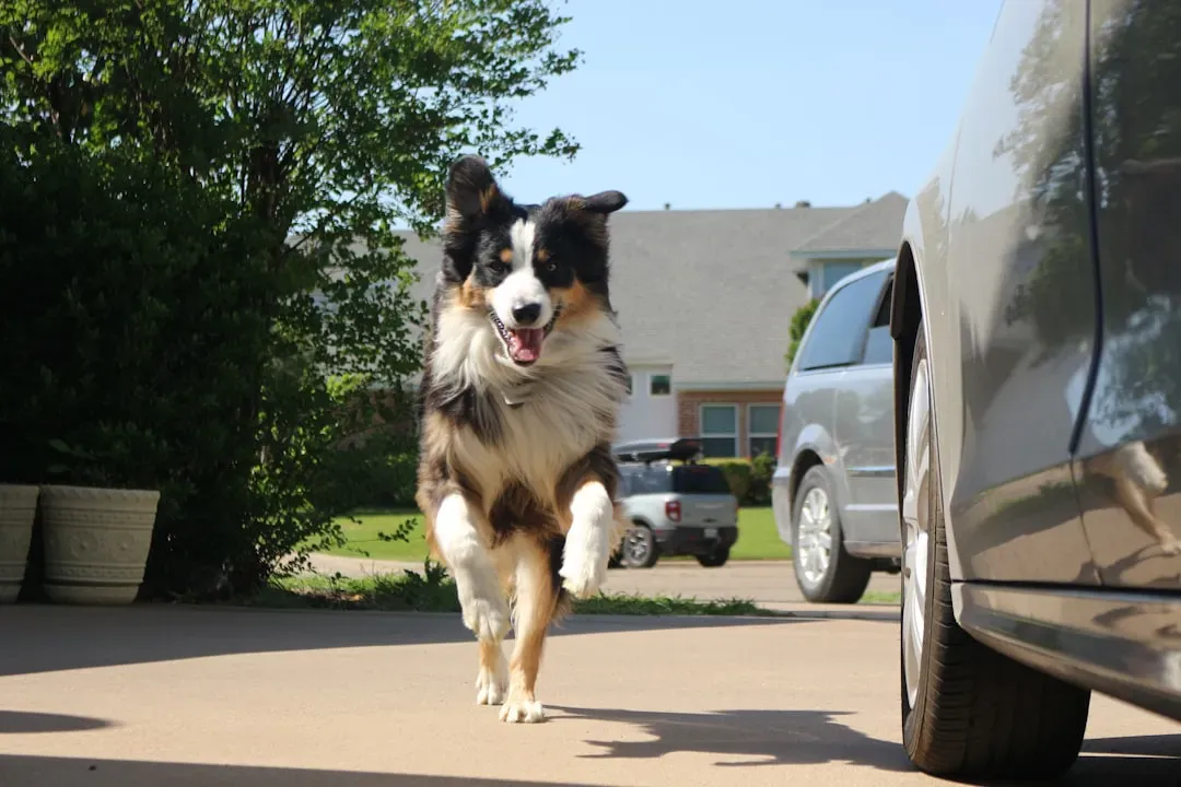 2. Australian Shepherd - The All-Day Worker (Image Credits: Unsplash)
