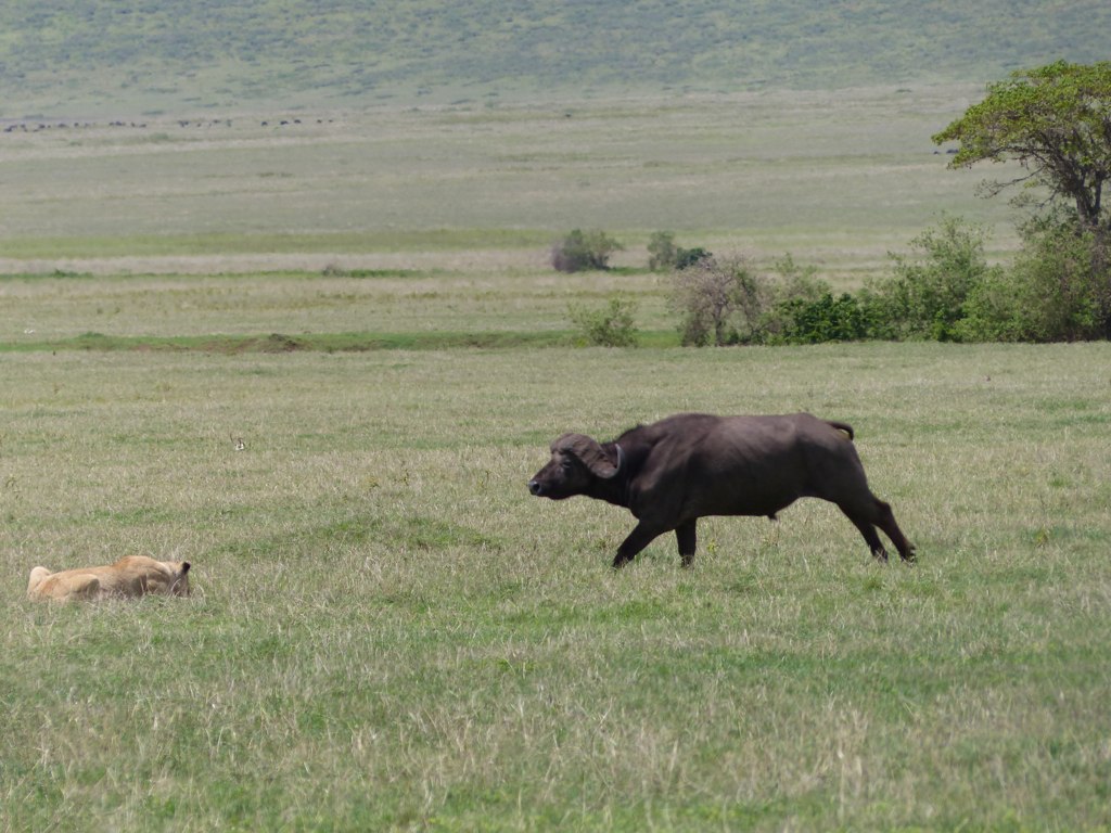 The Fatal Mathematics of Buffalo Encounters (Image Credits: Flickr)