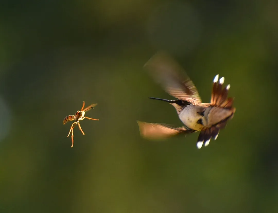 They Hunt Insects in Midair Like Miniature Falcons (Image Credits: Unsplash)