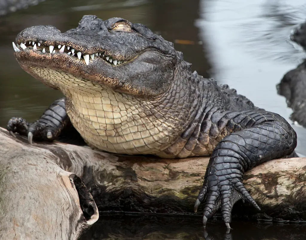 Florida: Gators, Snakes, and Endless Danger (Image Credits: Flickr)