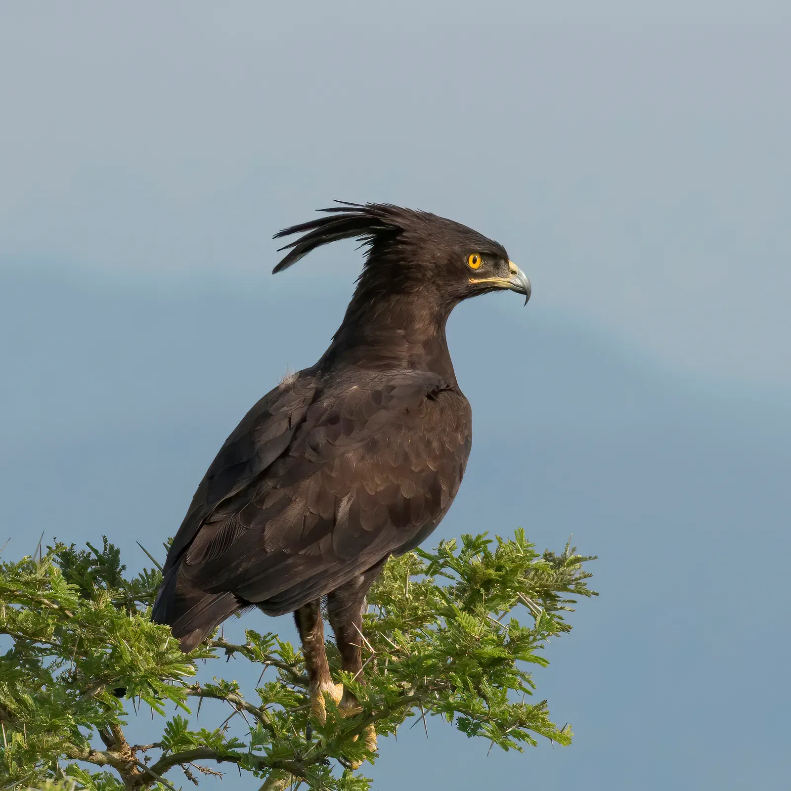 12. Crested Eagle - The Forest Phantom (Own work, from Sharp Photography, sharpphotography, CC BY-SA 4.0)