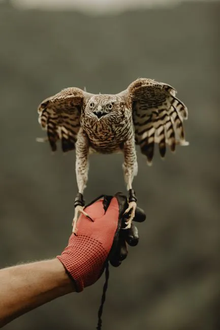 #6 Virgo – The Northern Goshawk (Image Credits: Pexels)