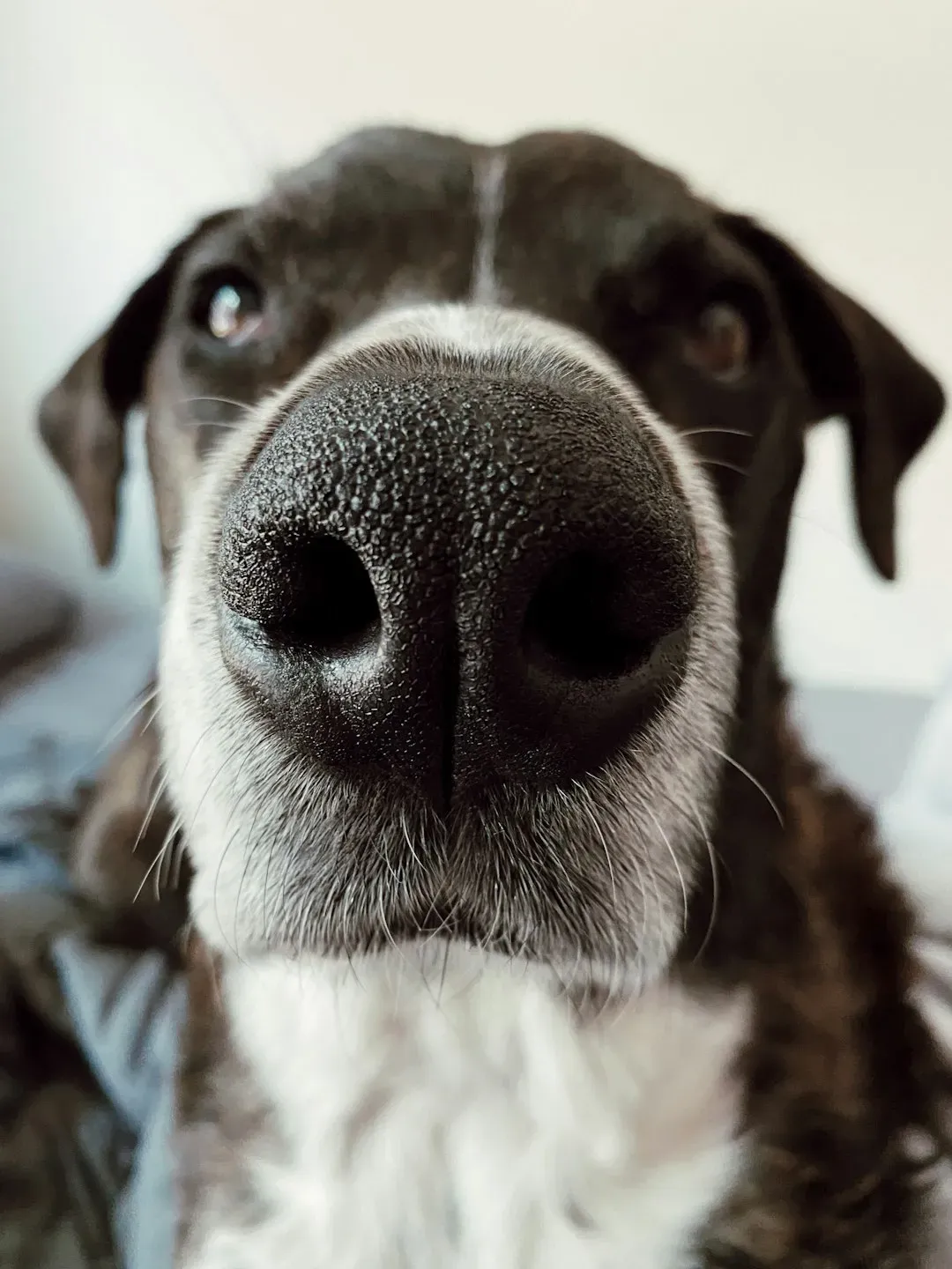 The Power of a Dog's Nose (Image Credits: Unsplash)
