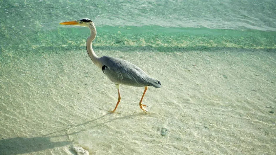 #10: The Heron Family Is Far Older and Larger Than Most People Realize (Image Credits: Pexels)