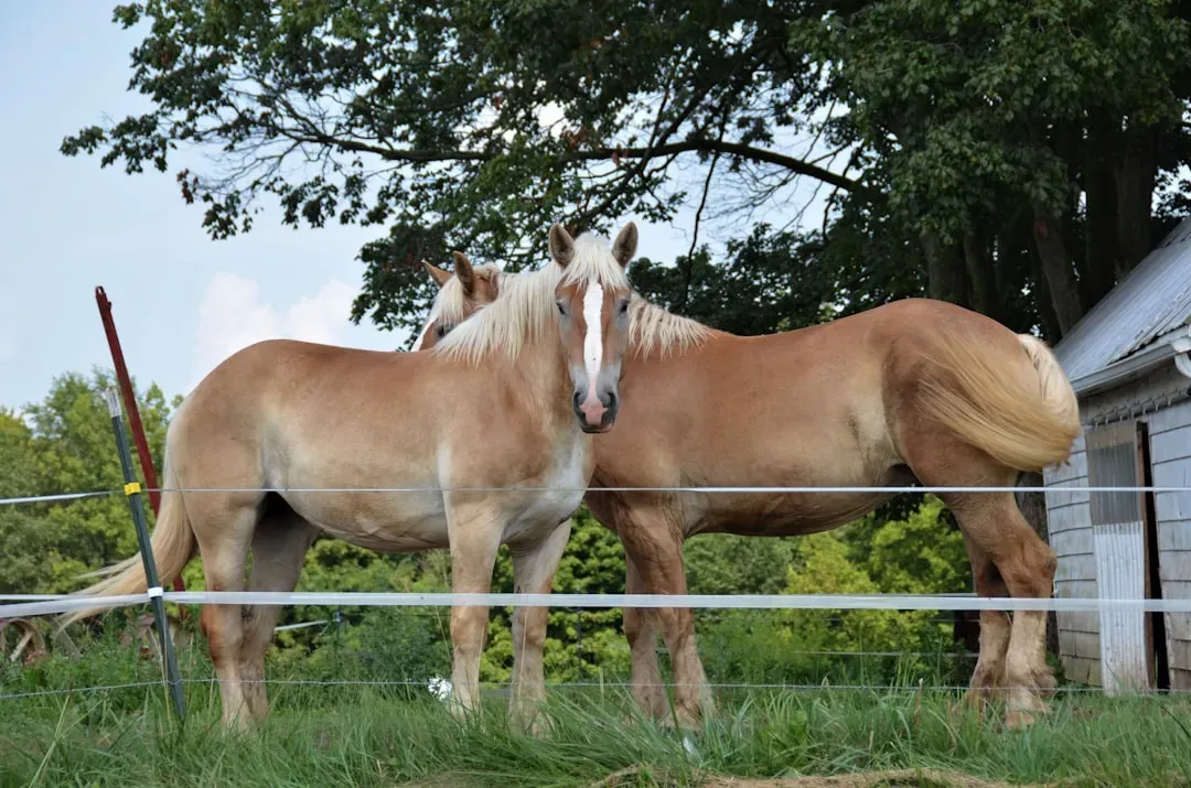 5. Prometea the Horse: Born from Her Own Surrogate Mother (Image Credits: Unsplash)