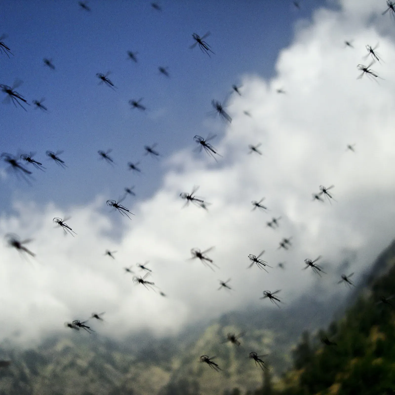 Mosquitoes and Flying Pests: The Seasonal Swarmers (Image Credits: Wikimedia)