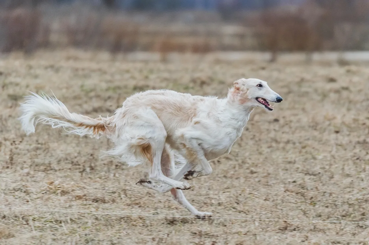 #11 - Borzoi: The Russian Aristocrat Nobody Talks About (Image Credits: Pixabay)