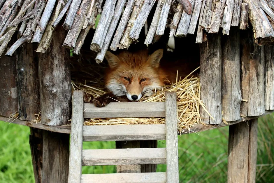 #8 - Animals Use Your Structures for Shelter (Image Credits: Pexels)