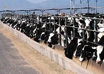 Kansas Holds Strong in Beef Production (Image Credits: Wikimedia)