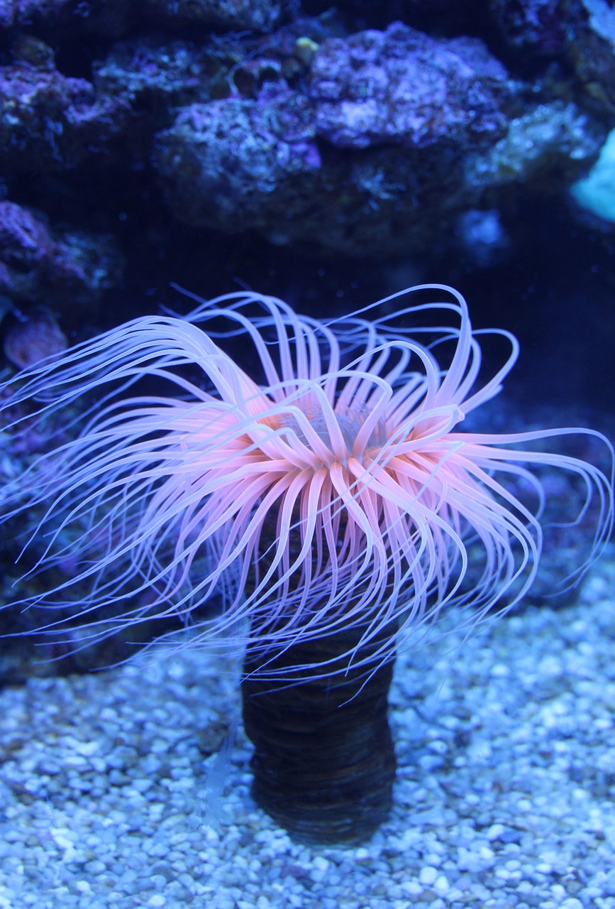 Chemical Wizardry: Metabolic Magic of Extreme Depths (Image Credits: Pixabay)