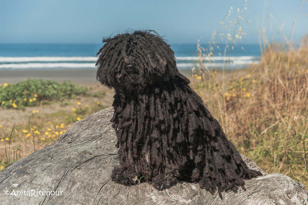#11: Mudi (Image Credits: Flickr)