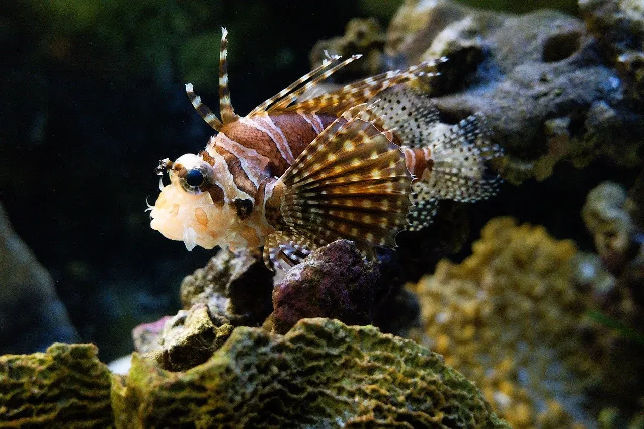 Leo (July 23 &ndash; August 22): The Lionfish (Image Credits: Pixabay)