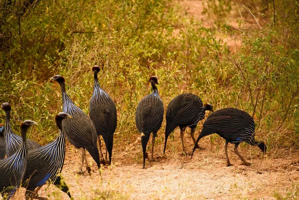 Birds With No Big Brains But Big Social Lives (Image Credits: Flickr)