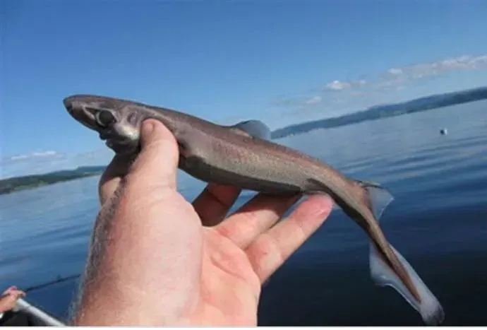 The Smallest Shark in the Ocean (Image Credits: Source : Redditpics)
