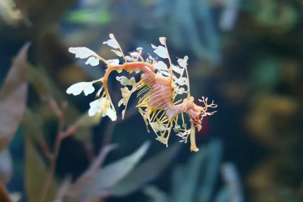 Leafy Seadragon – The Floating Seaweed (Image Credits: Flickr)